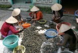 Xử lý nghiêm các vi phạm khi nhân nuôi, phát tán ốc bươu vàng